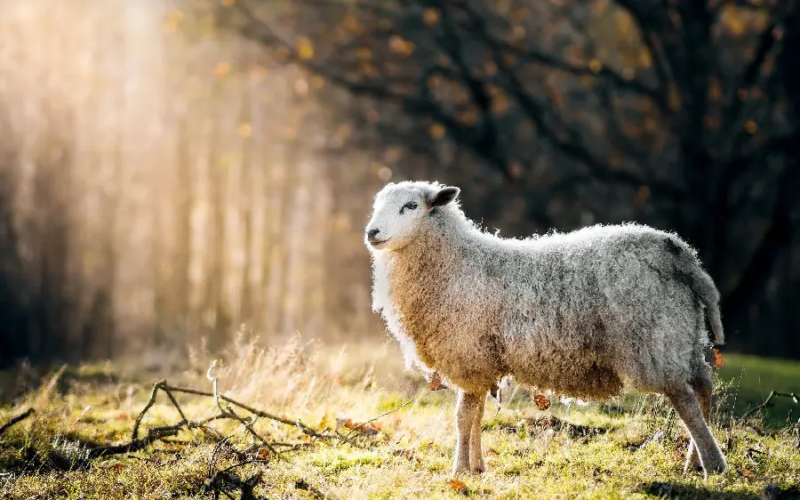 Sheep Wallpaper in the Forest for Laptop