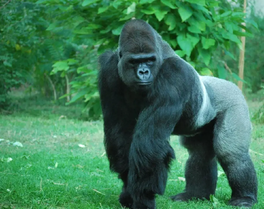 Download 4k quality photo Silverback Gorilla