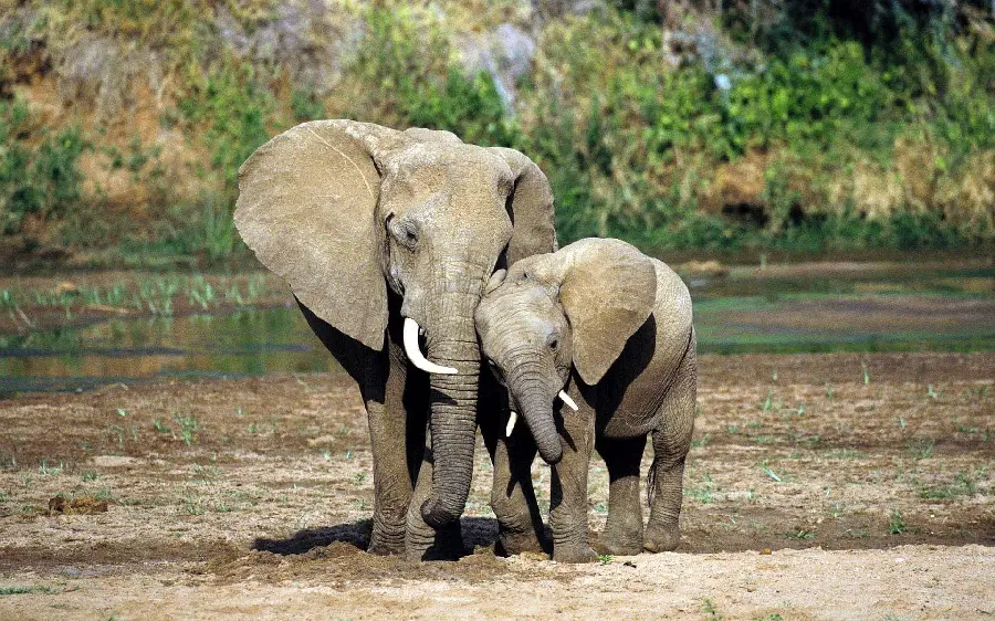 Download photo of a lovely baby elephant in the arms of a real mother