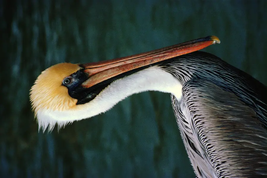 Beautiful bird in the natural world