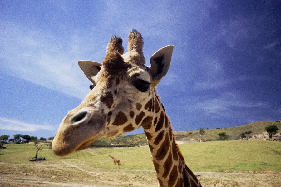 Giraffe in the wild