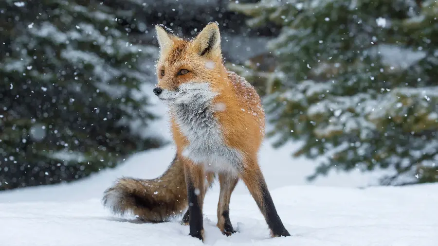 4K Stock Photo of Fox Under the Snowballs
