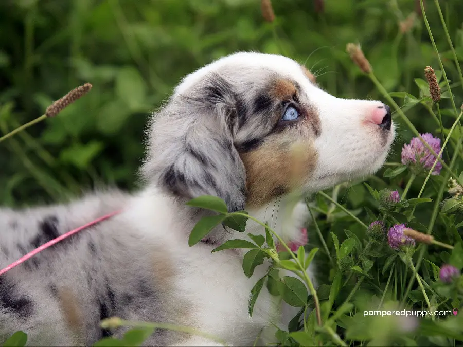 Beautiful Australian Shepherd Dog Photo