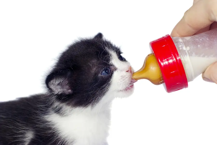 Black and white baby cat background photo