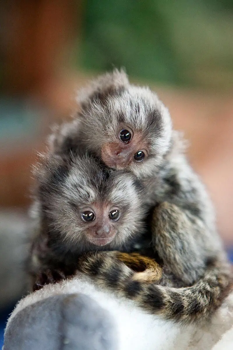Funny baby monkey photo