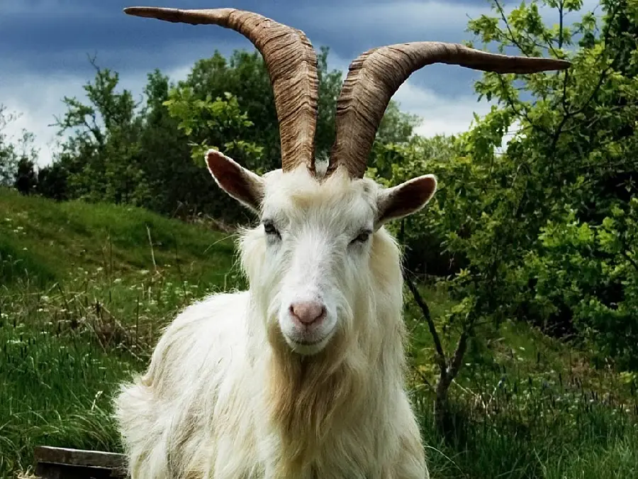 Funny white goat with long horns