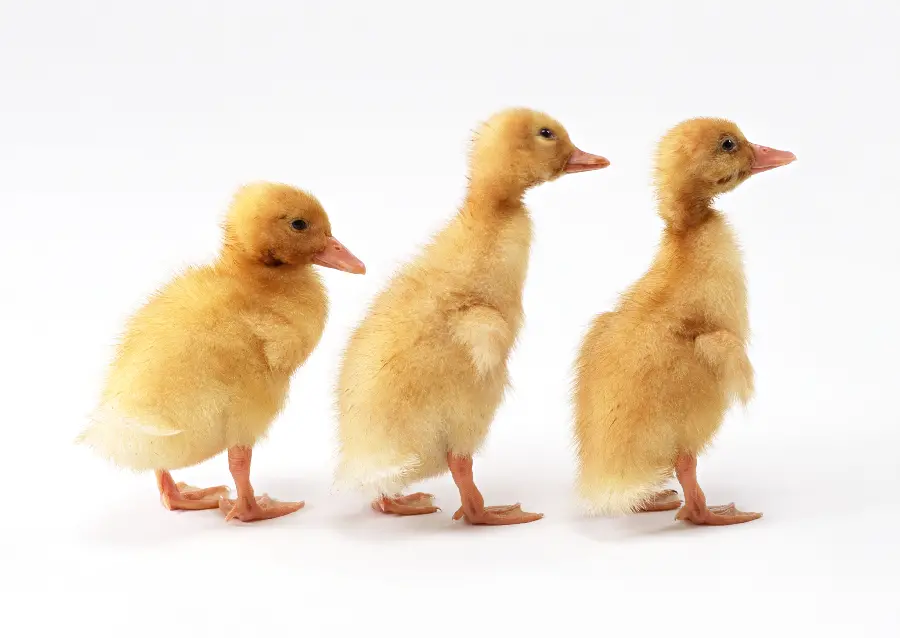Three ducklings studio photo