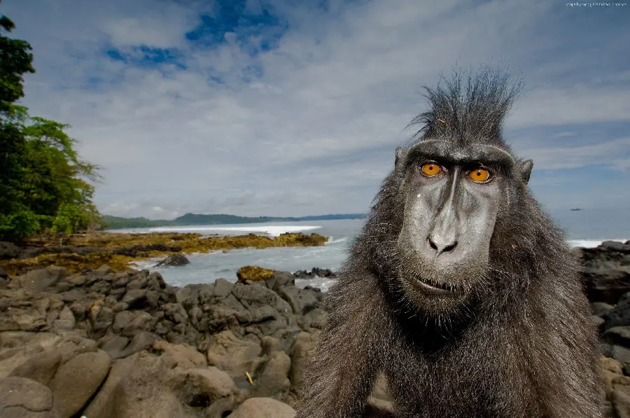 Funny Baboon on the Beach with an Interesting Face for a Profile