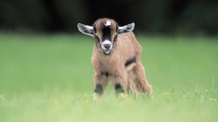 Cute and Beautiful Goat Wallpaper for Desktop