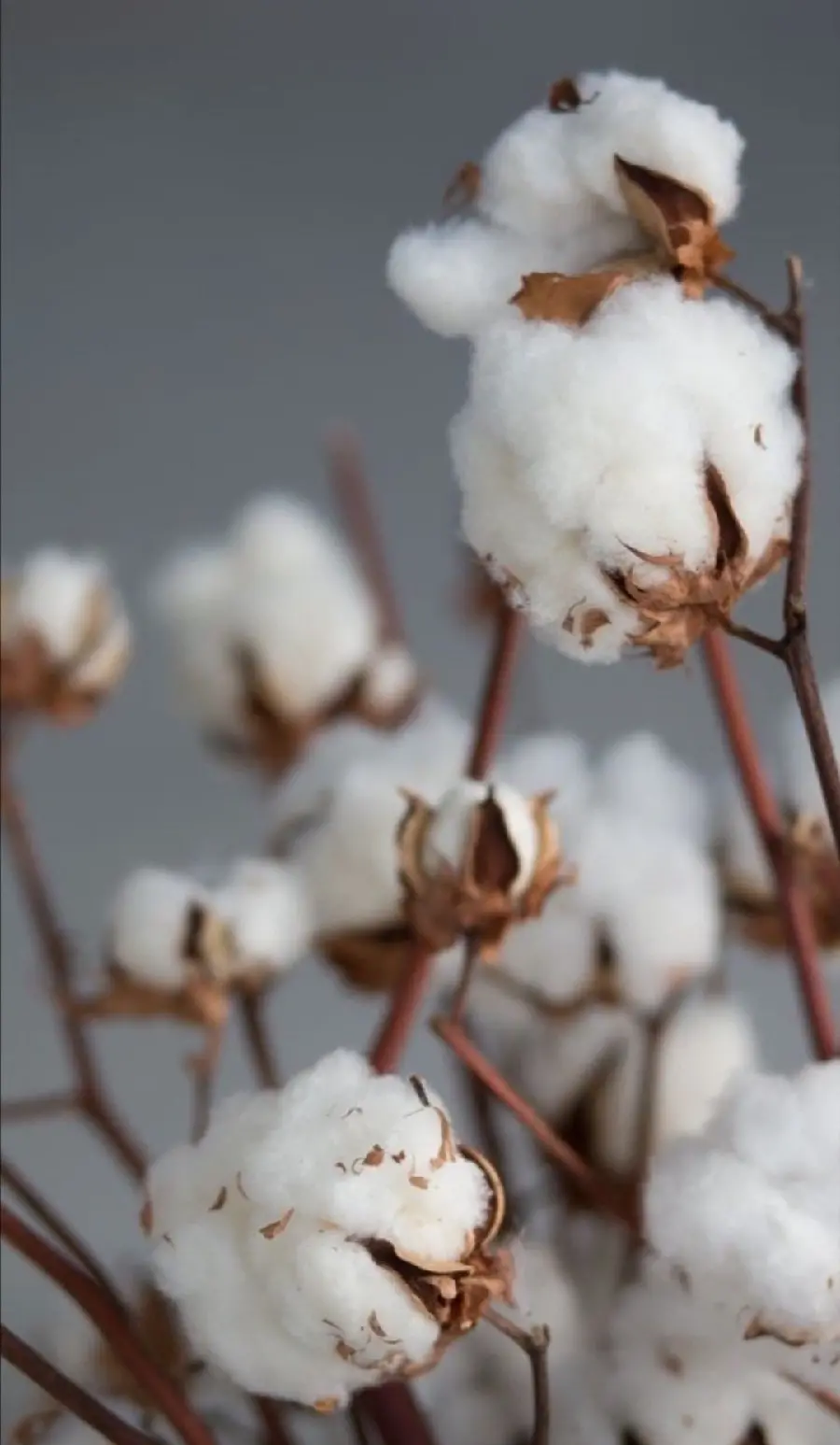 Download wallpaper of natural white cotton flower