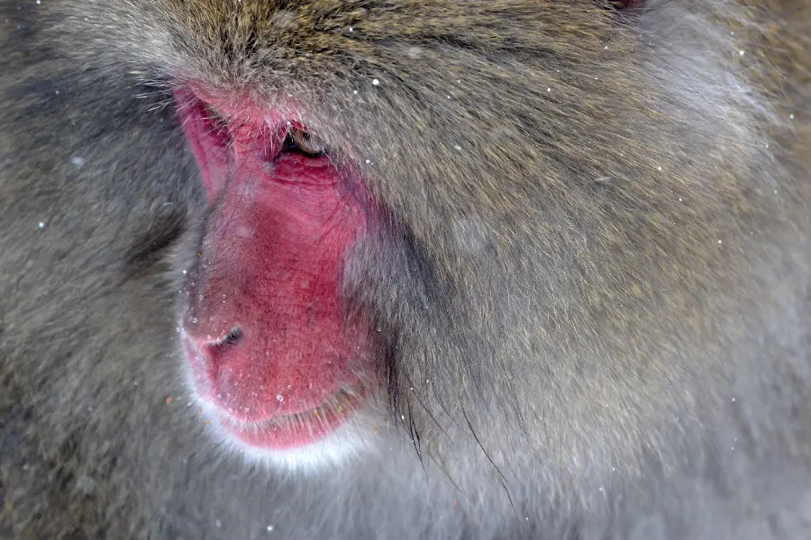 Photo of a baboon with a red face and gray hair close up