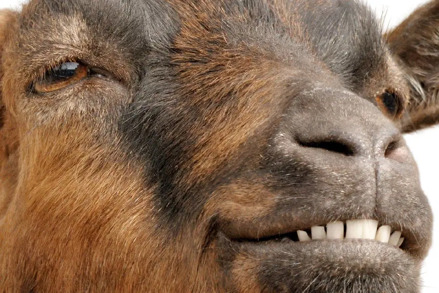 Funny photo of goat face and smile up close