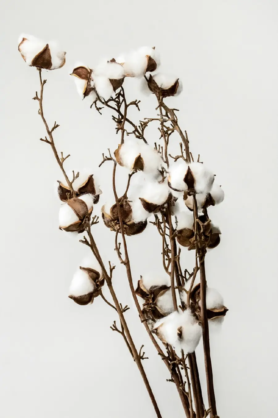 Cotton flower branch photo
