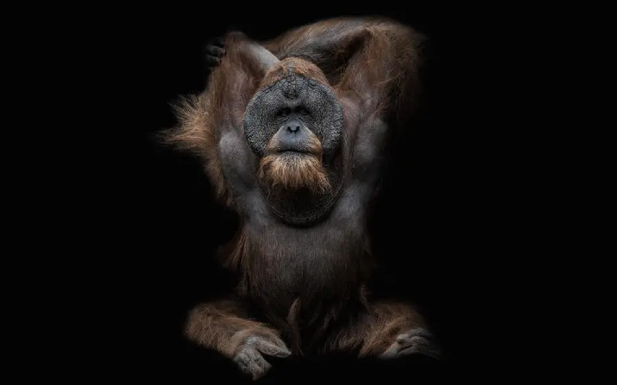 Download Free High Quality Orangutan Photos