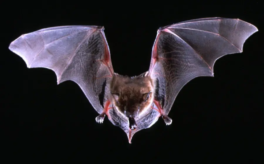 Vampire bat photo