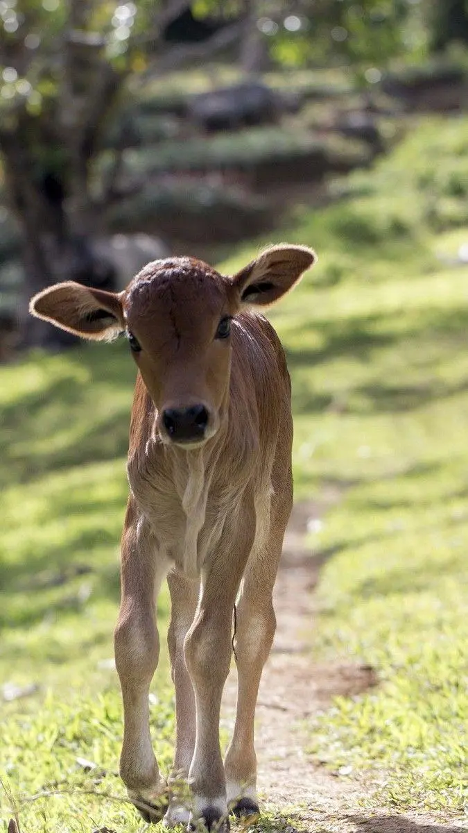 Baby Wallpaper Cow for Samsung Mobile