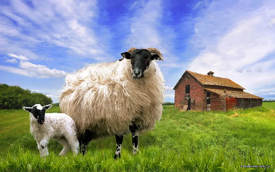 Farm sheep picture for computer wallpaper