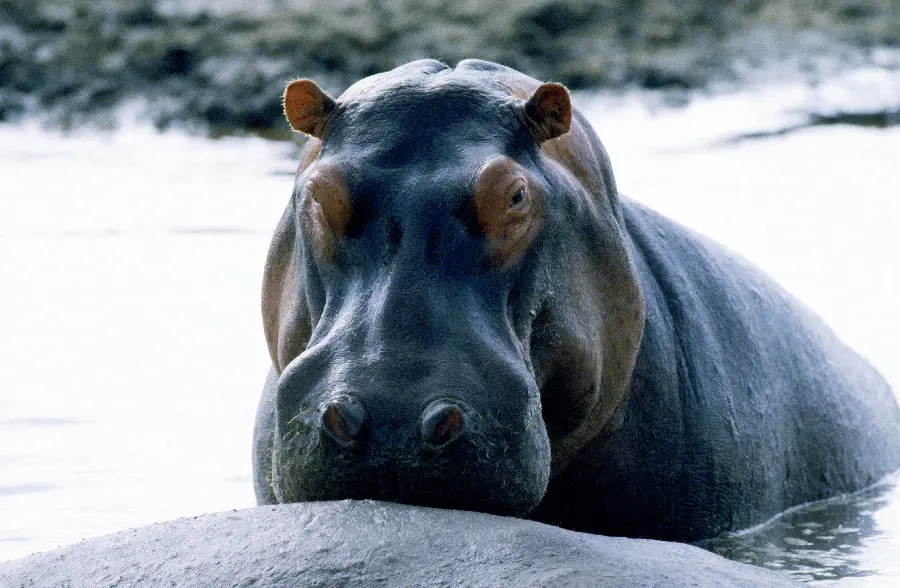 Photo of hippopotamus and aquatic animals