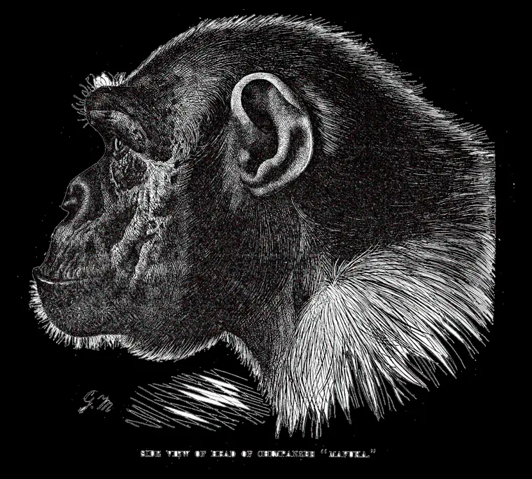 Drawing of a chimpanzee profile in png format for printing