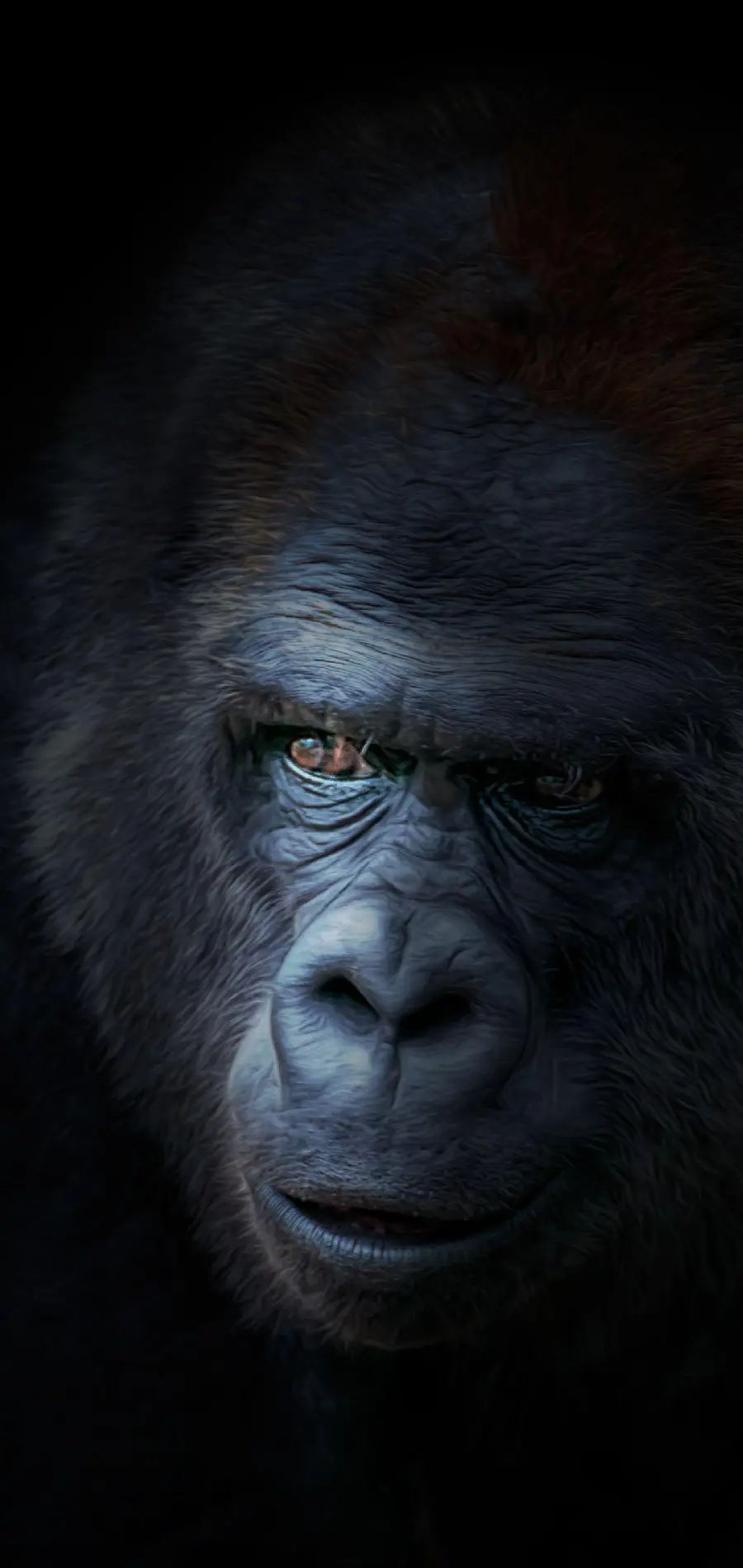 Amazing Black Gorilla Picture for Laptop Wallpaper
