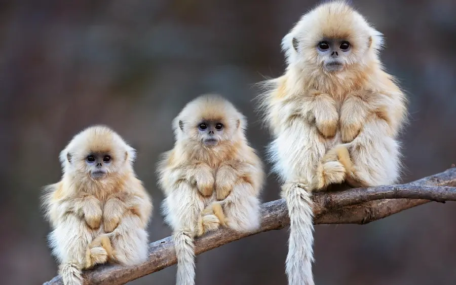 Cute Baby Monkey Photos Jungle
