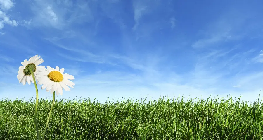 Beautiful and Eye-Catching Summer Landscape Photo