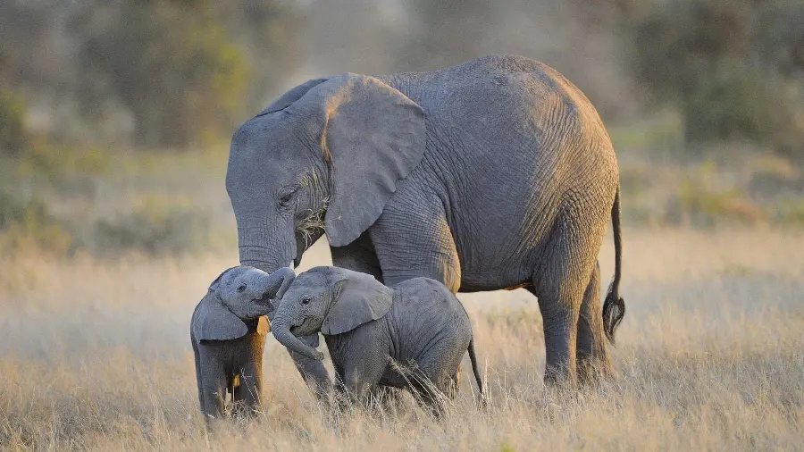 Lovely Baby Elephants Wallpaper