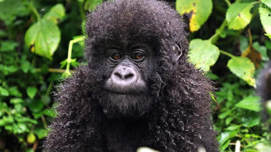 Funny picture of a furry gorilla in high quality