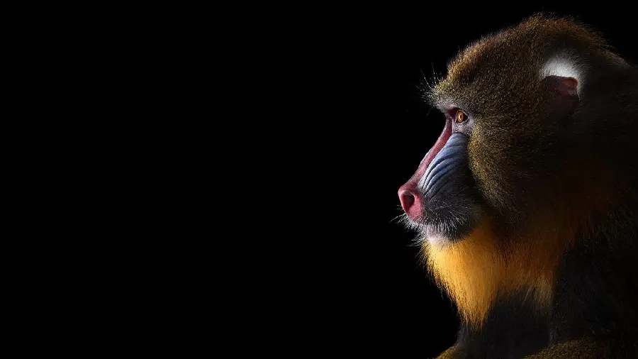 Black and Stylish Background of Mandrill or Baboon Profile
