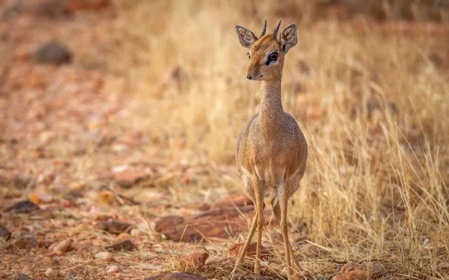 Baby Deer Picture Known as Ahok in Nature