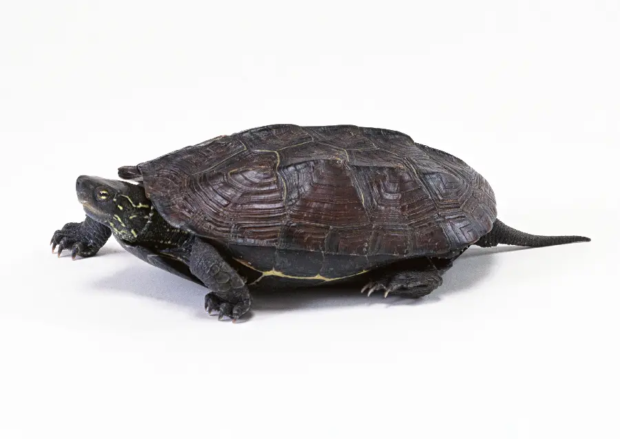 High Quality Turtle Photo in Studio