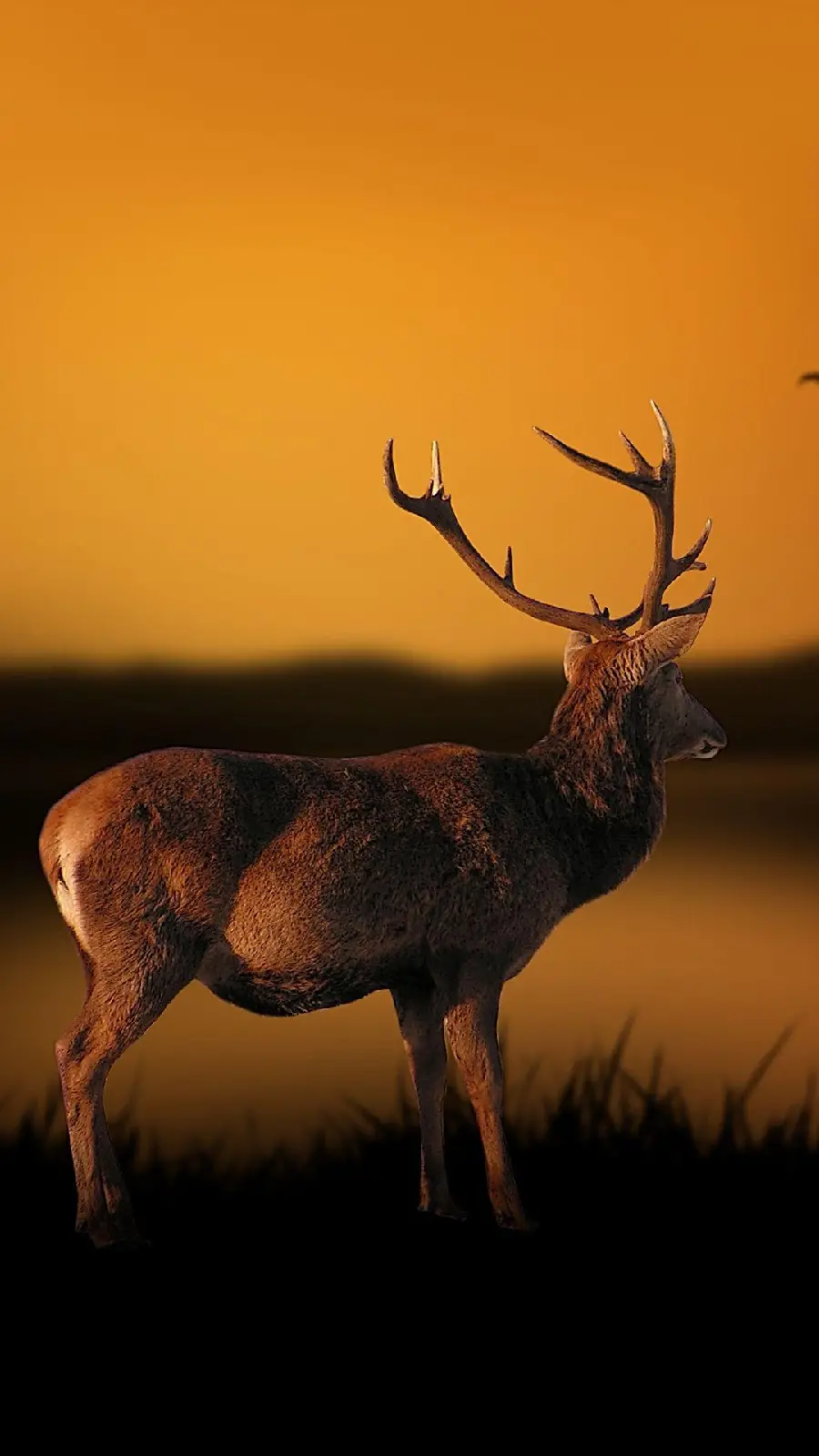 High Quality Real Deer Photo at Sunset