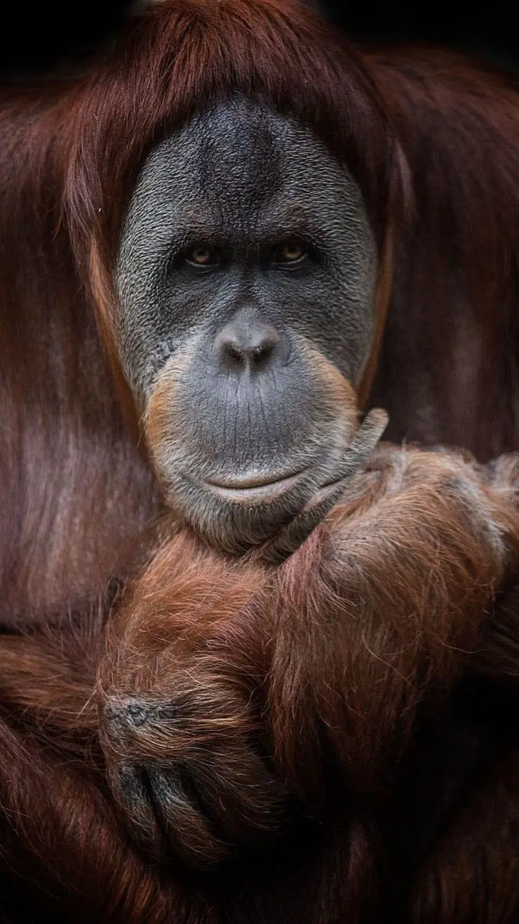 Download high quality orangutan photos for free