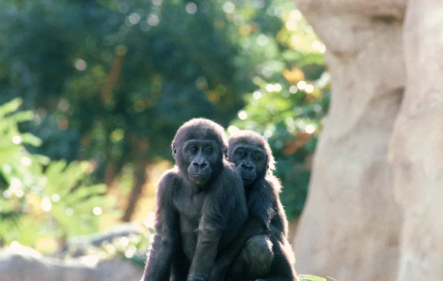 Photo of monkey family in wildlife documentary
