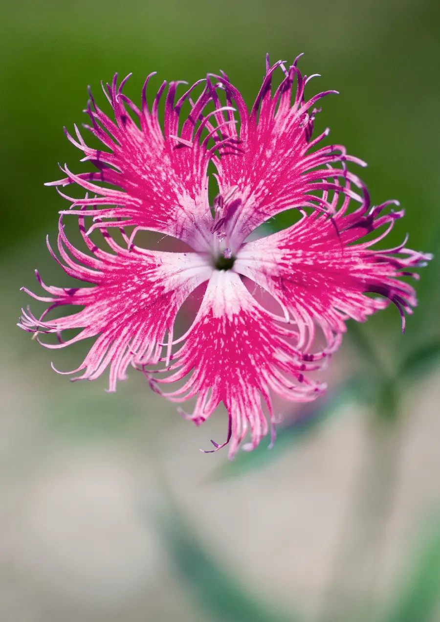 Beautiful Spring Flower Photo
