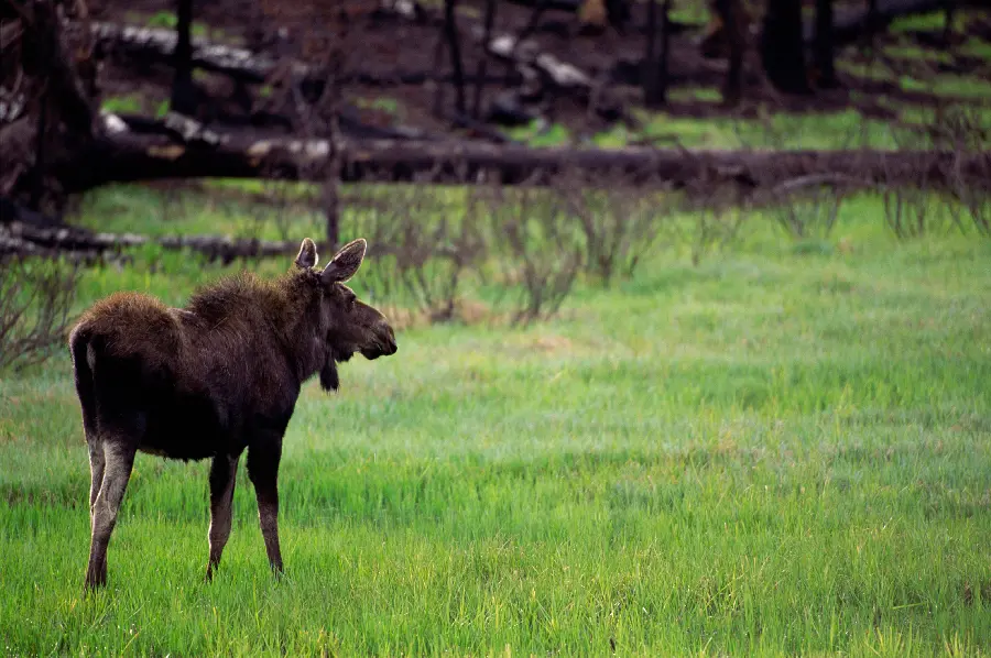 Wildlife