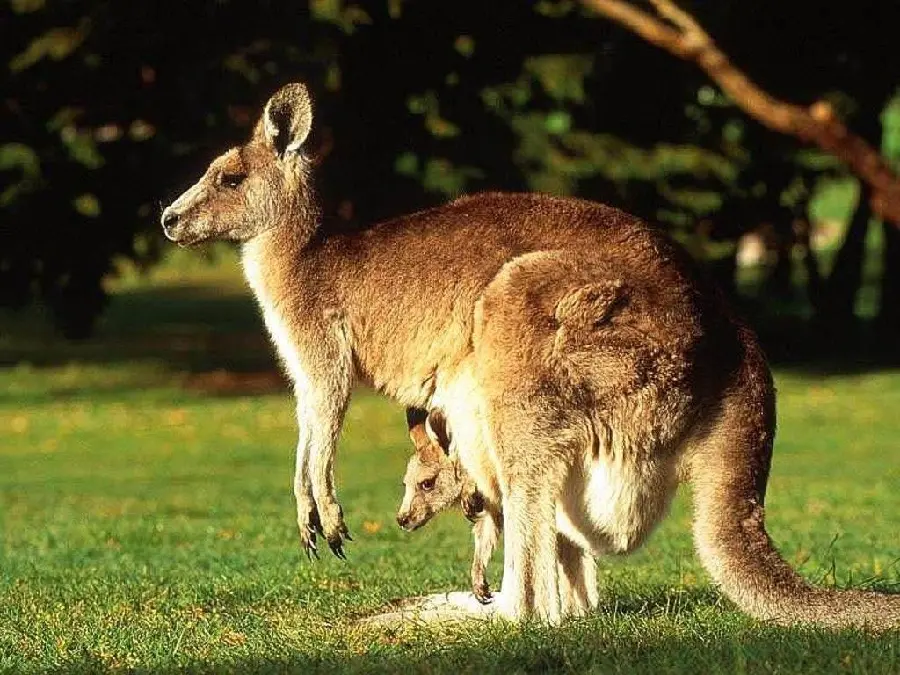 Picture of kangaroo and baby in pouch in pristine Australian nature