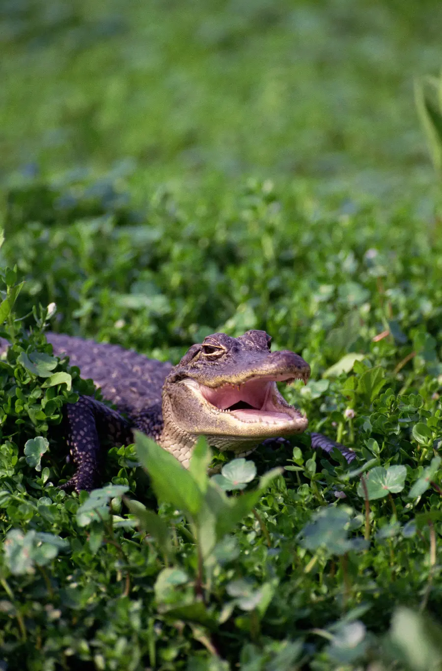 Wildlife