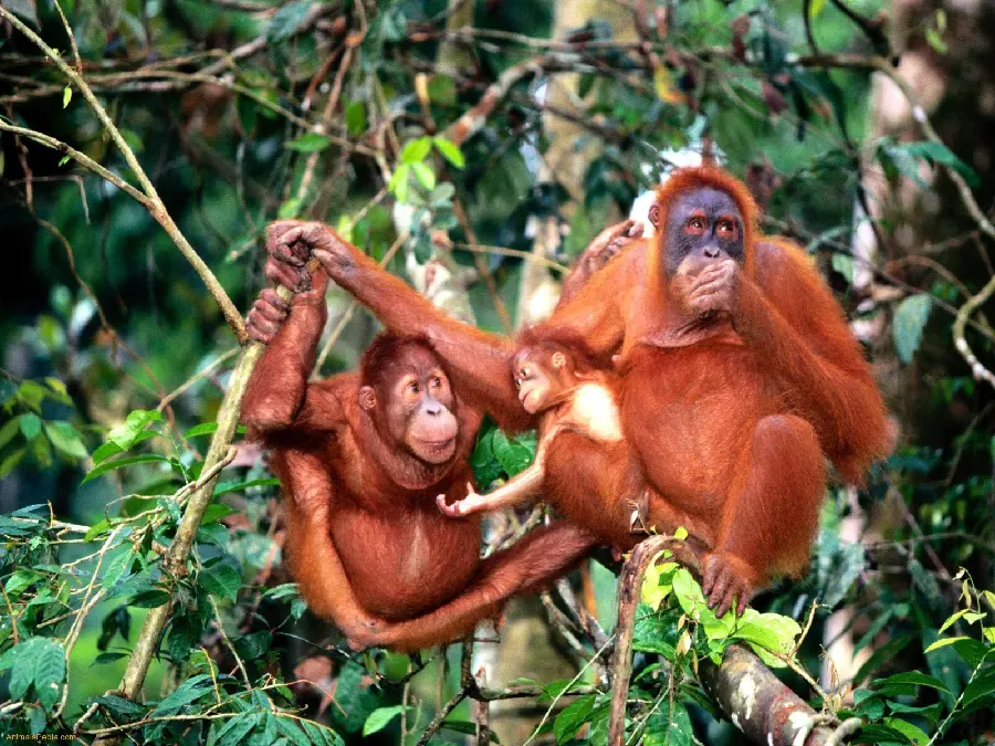 Download a high-quality photo of an orangutan family in nature in 4k quality