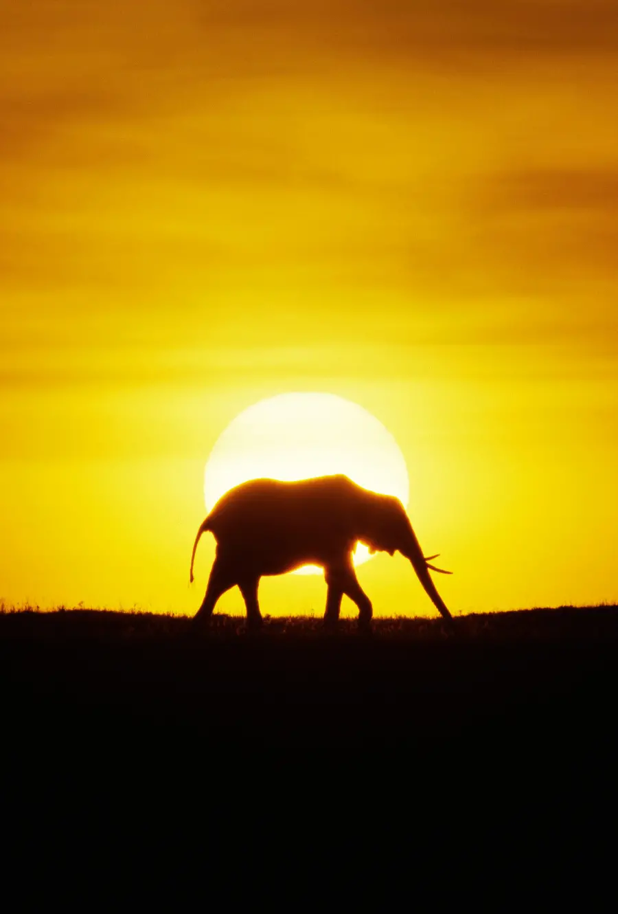 Elephant in the wilderness Wildlife