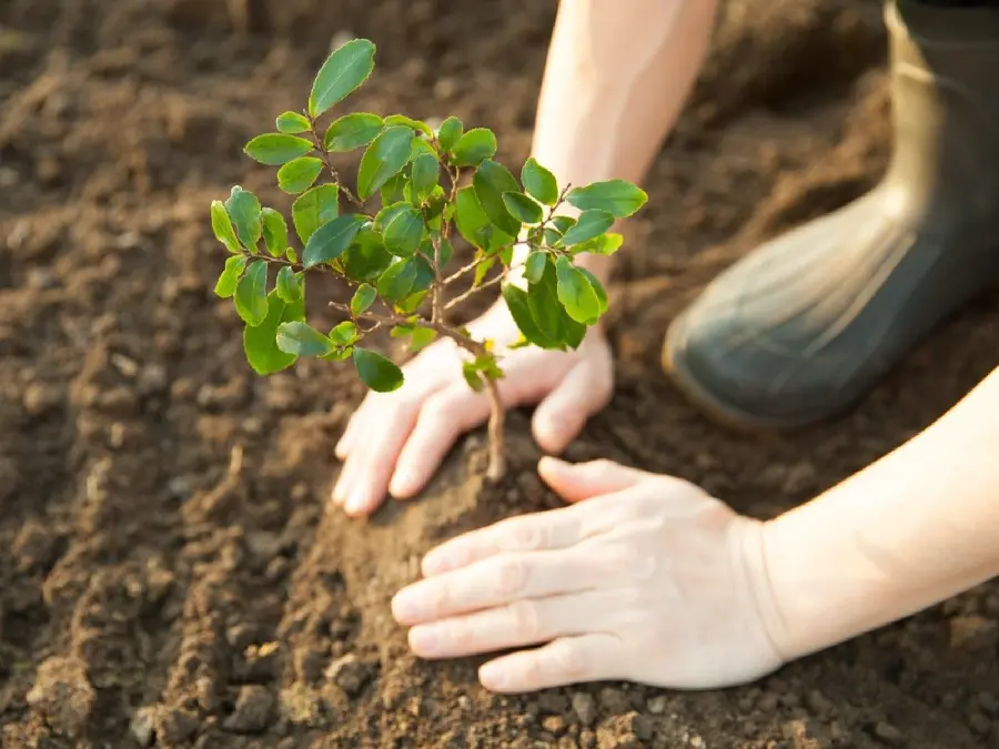 Photo of planting trees by a gardener for Arbor Day