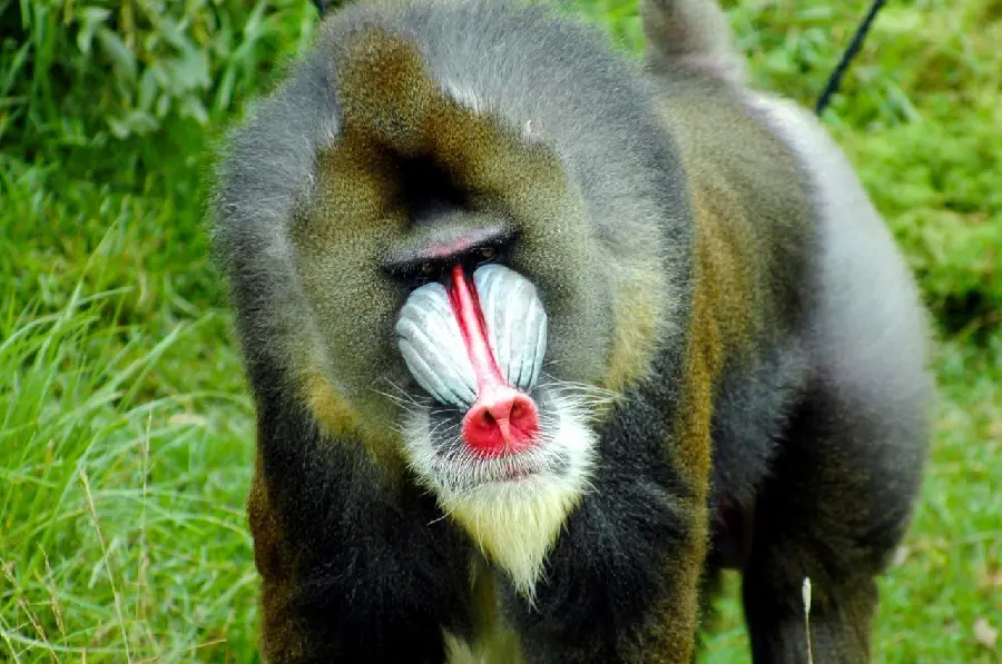 Real wild baboon image in pristine nature with hd face