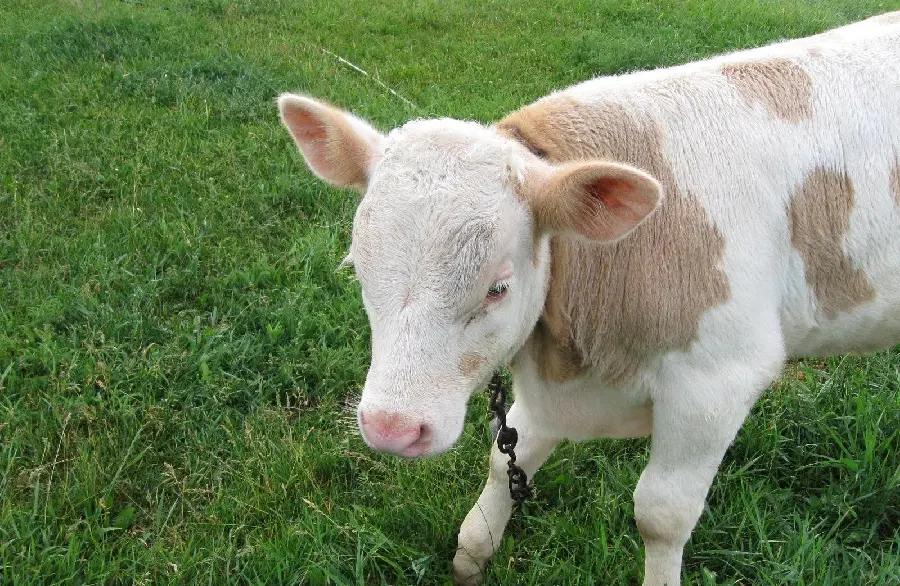 Beautiful White Calf Photo 4K