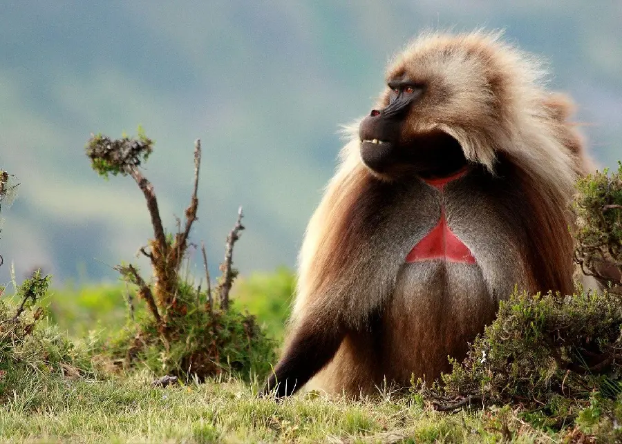 Download 4K Image of Big and Beautiful Baboon