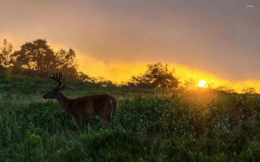Realistic deer photo in lush nature at sunset