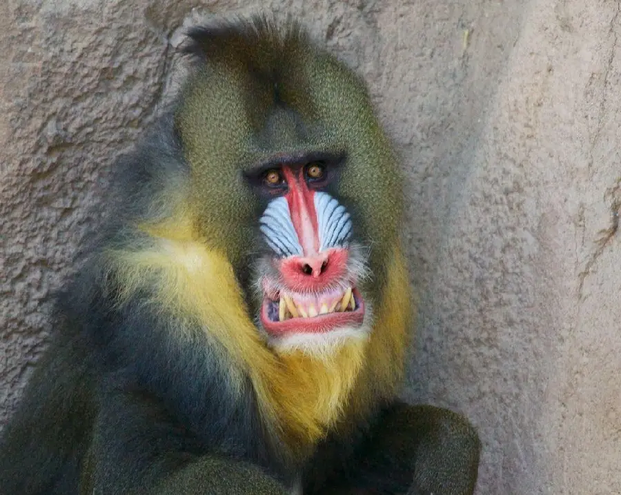 Real mandrill or king baboon in the zoo