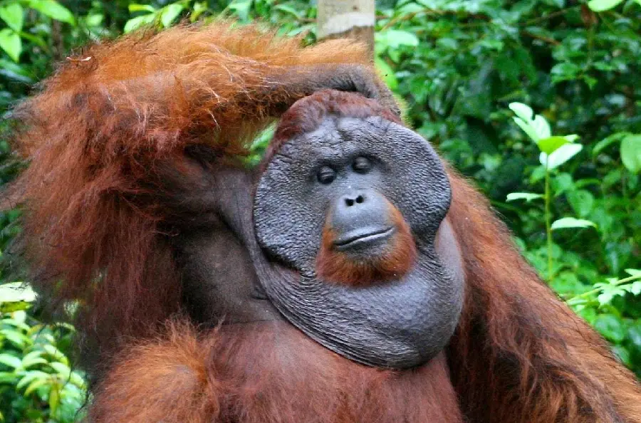 Large male orangutan photo with furry hands