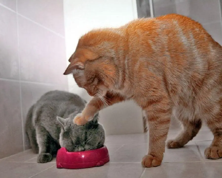 Funny Crazy Cat Photo