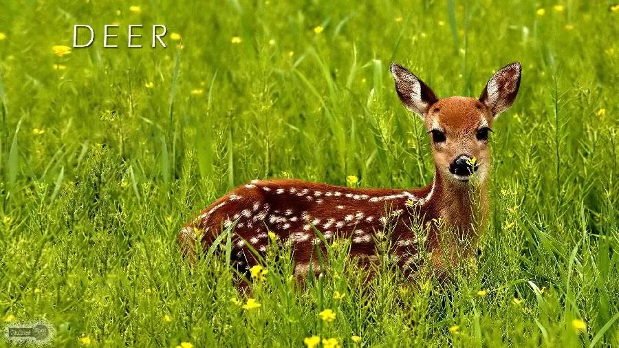 Profile photo of a deer sitting in nature among flowers
