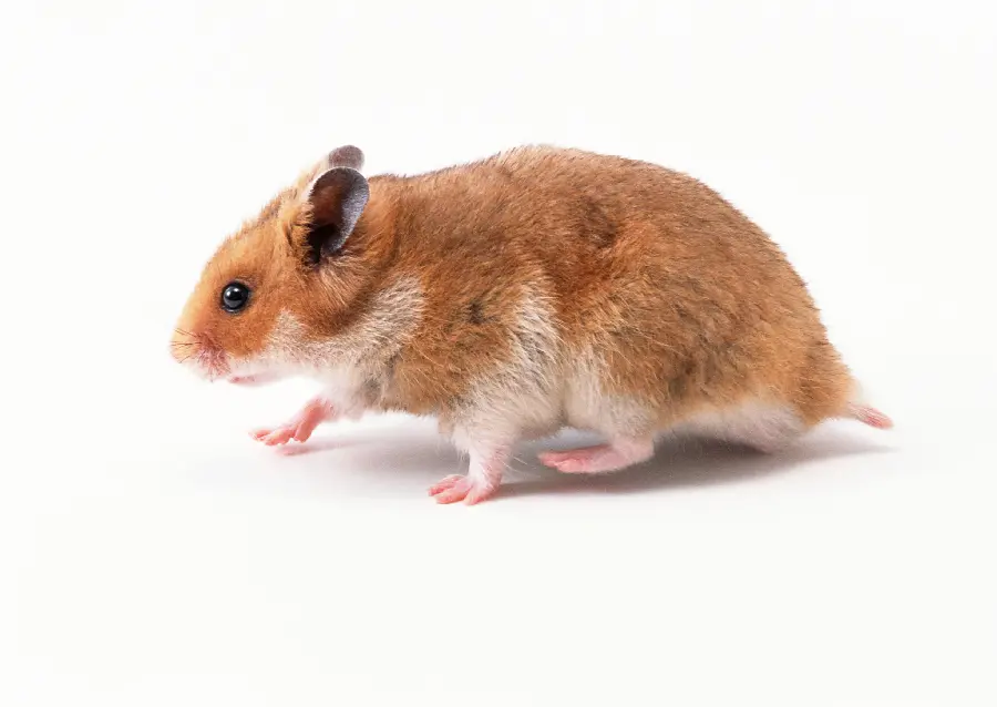 High quality mouse photo in the studio